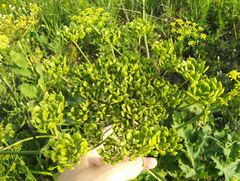 Heracleum dissectum