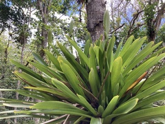 Vriesea macrostachya