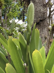 Vriesea macrostachya