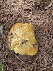 Hypomyces luteovirens