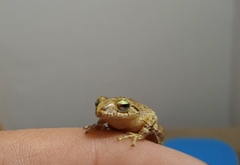 Pristimantis paisa
