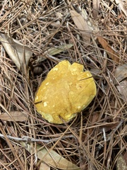Hypomyces luteovirens