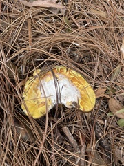 Hypomyces luteovirens