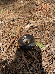 Hypomyces luteovirens