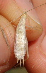 Oecanthus pellucens