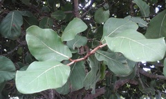 Coccoloba barbadensis