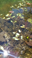 Potamogeton epihydrus