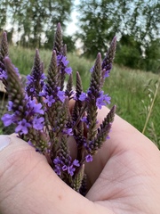 Verbena hastata