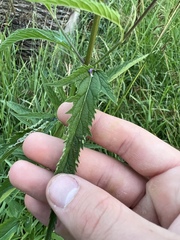 Verbena hastata