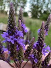 Verbena hastata