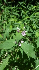 Stachys tenuifolia