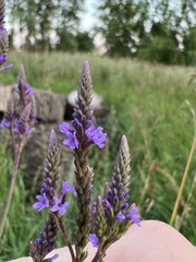 Verbena hastata