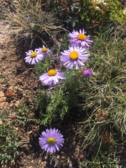 Erigeron pinnatisectus