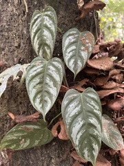 Philodendron brandtianum