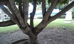 Coccoloba barbadensis