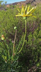 Euryops speciosissimus