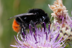 Bombus