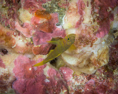 Priolepis aureoviridis