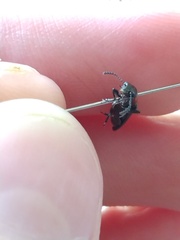 Acropteroxys lecontei