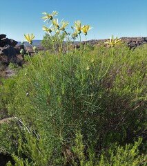 Euryops speciosissimus