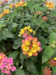 Lantana camara
