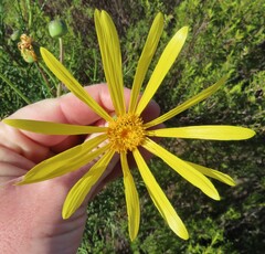 Euryops speciosissimus