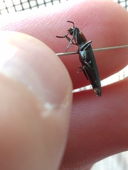 Acropteroxys lecontei
