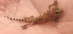 Hemidactylus turcicus