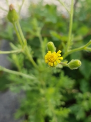 Senecio viscosus