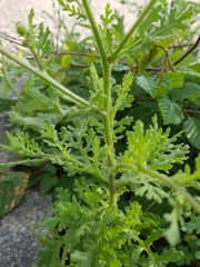 Senecio viscosus