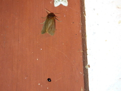 Phragmatobia assimilans