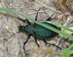 Carabus scabrosus tauricus