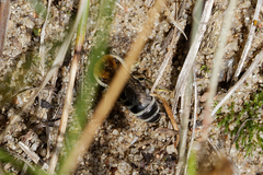 Colletes