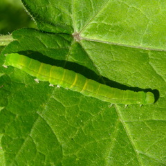 Scoliopteryx libatrix