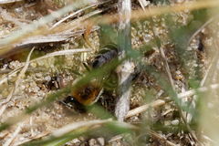 Colletes