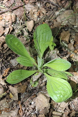 Plantago urvillei