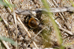 Colletes