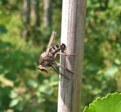 Promachus dimidiatus