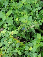 Tirumala septentrionis