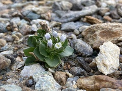 Arabis caerulea