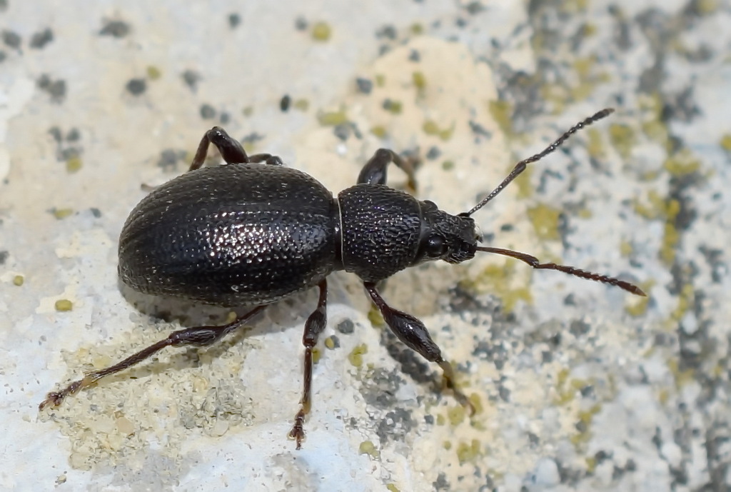 Otiorhynchus ovalipennis
