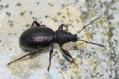 Otiorhynchus ovalipennis