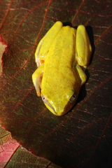Heterixalus madagascariensis