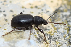 Otiorhynchus ovalipennis