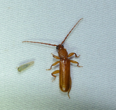 Smodicum cucujiforme