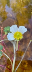 Ranunculus peltatus