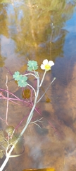 Ranunculus peltatus