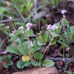 Boerhavia purpurascens
