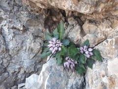 Physoplexis comosa