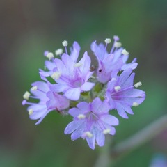 Boerhavia purpurascens